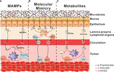 Mining the Gut Microbiota for Microbial-Based Therapeutic Strategies in Cancer Immunotherapy